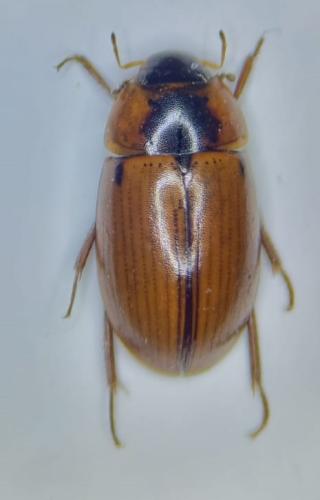 Enochrus quadripunctatus